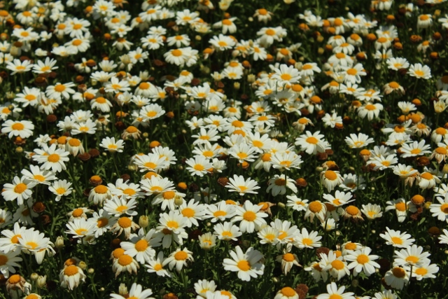 Argyranthemum Pure White Butterfly 7jpg
